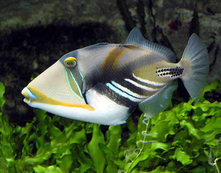 Picassotriggerfish