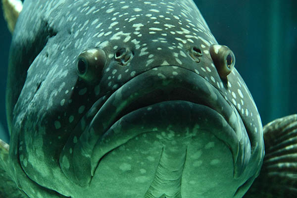 animal-aquarium-close-up2-159496