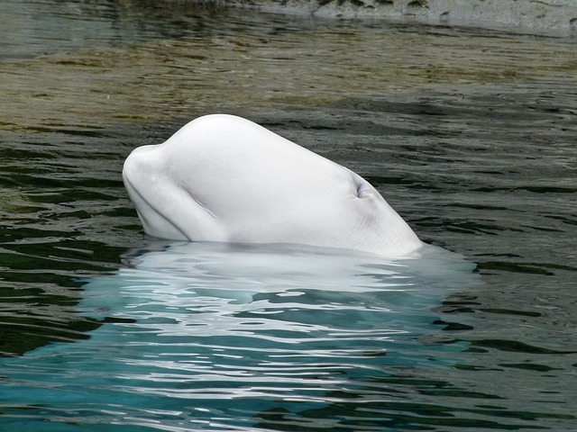 beluga-whale-170101_640