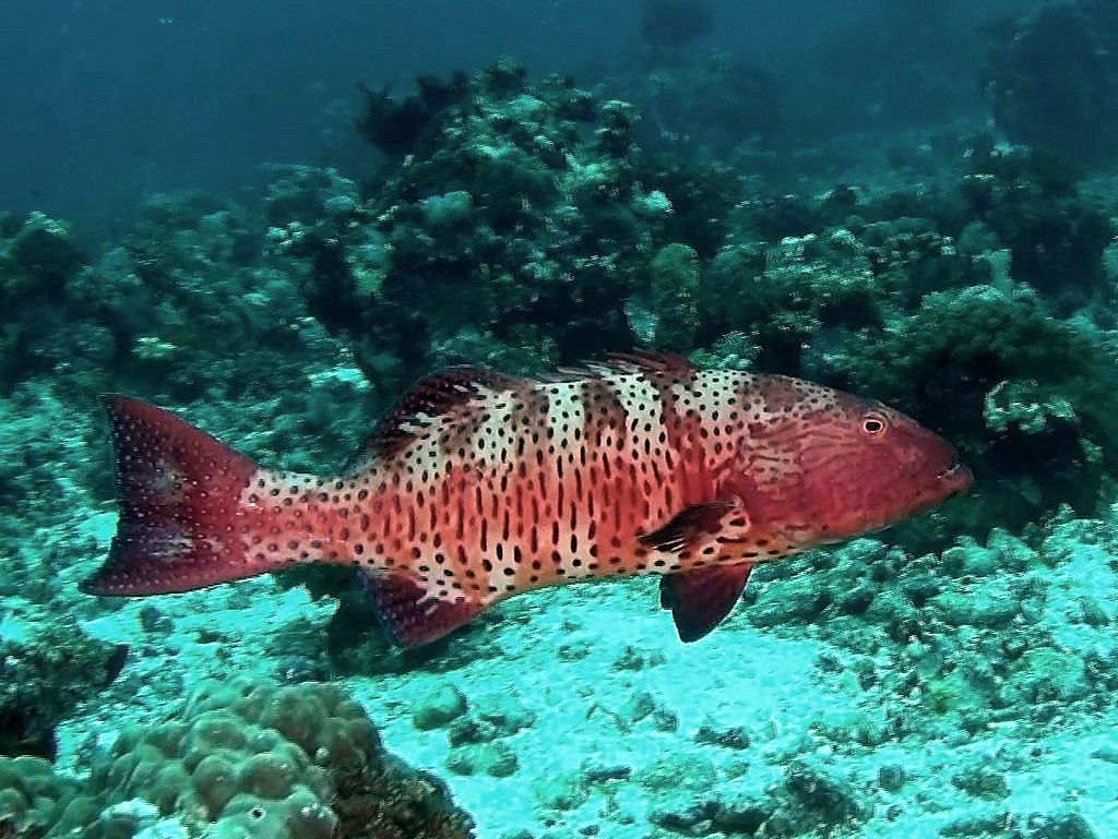 coral grouper
