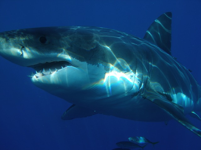 great-white-shark-398276_640