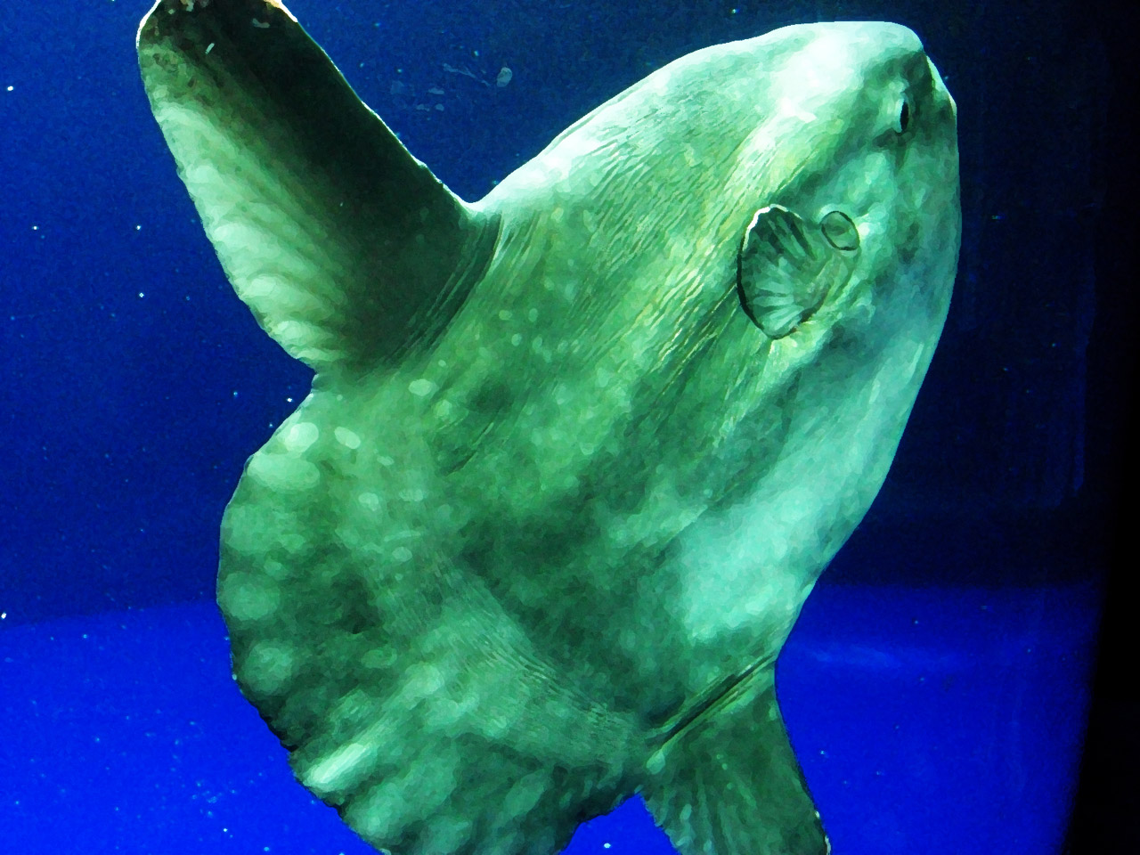 ocean-sunfish-mola-mola-1315703478kEv