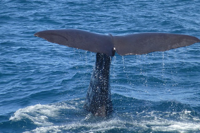 sperm-whale-867433_640